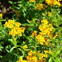 Tagetes lucida (3)